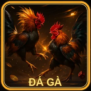 Đá gà cựa dao
